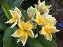 Frangipani Tree - Bali Palace - Rooted Plant