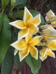 Frangipani Tree - Bali Palace - Rooted Plant