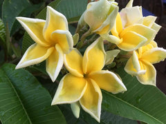 Frangipani Tree - Bali Palace - Rooted Plant