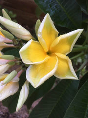 Frangipani Tree - Bali Palace - Rooted Plant