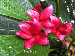 Frangipani Tree - Irma Bryan - Rooted Plant