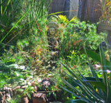 NEW Balinese Traditional Lady Water Feature - Bali Water Feature