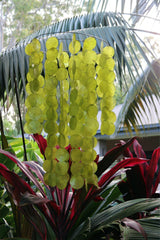 NEW Capiz Shell Mobile or Wind Chime or Pendant Light Shade 60cm