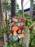 NEW Balinese Shell Windchime / Multi Colour - Bali Wind Chime - GREAT SOUND