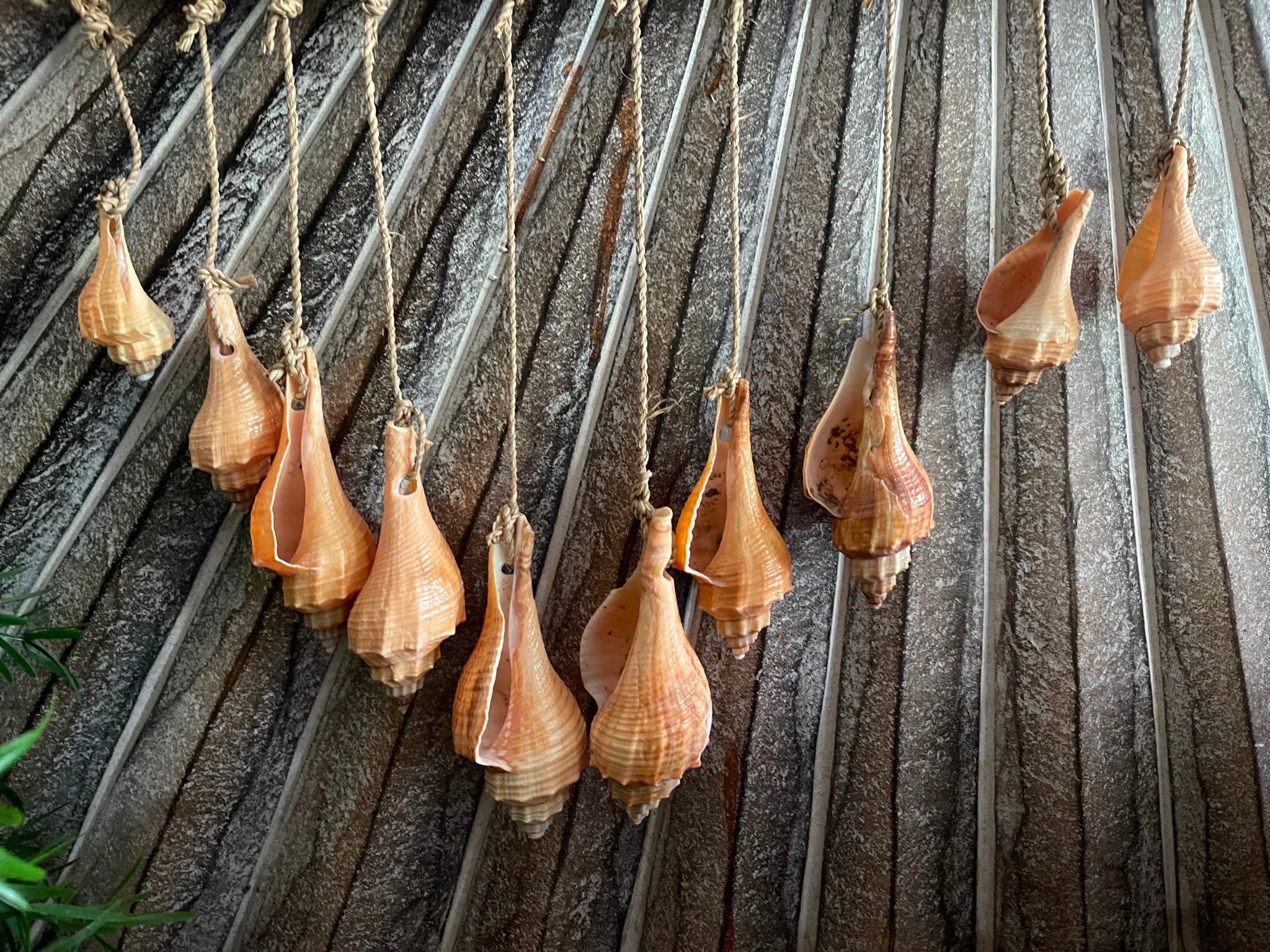 New Hand Crafted Shell Hanger - Bali shells on Rope Decor - Bali