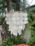 NEW Capiz Shell Mobile or Wind Chime or Pendant Light Shade STUNNING!!