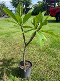 Frangipani Tree - DANAI DELIGHT - Rooted Plant