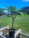 Frangipani Tree - Bali Palace - Rooted Plant