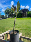 Frangipani Tree - Irma Bryan - Rooted Plant