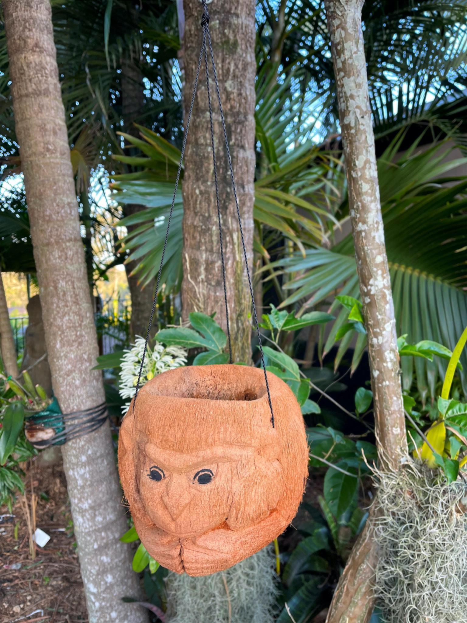 bali hanging plants NEW Balinese Hand Crafted & Carved Coconut Monkey Hanging Pot